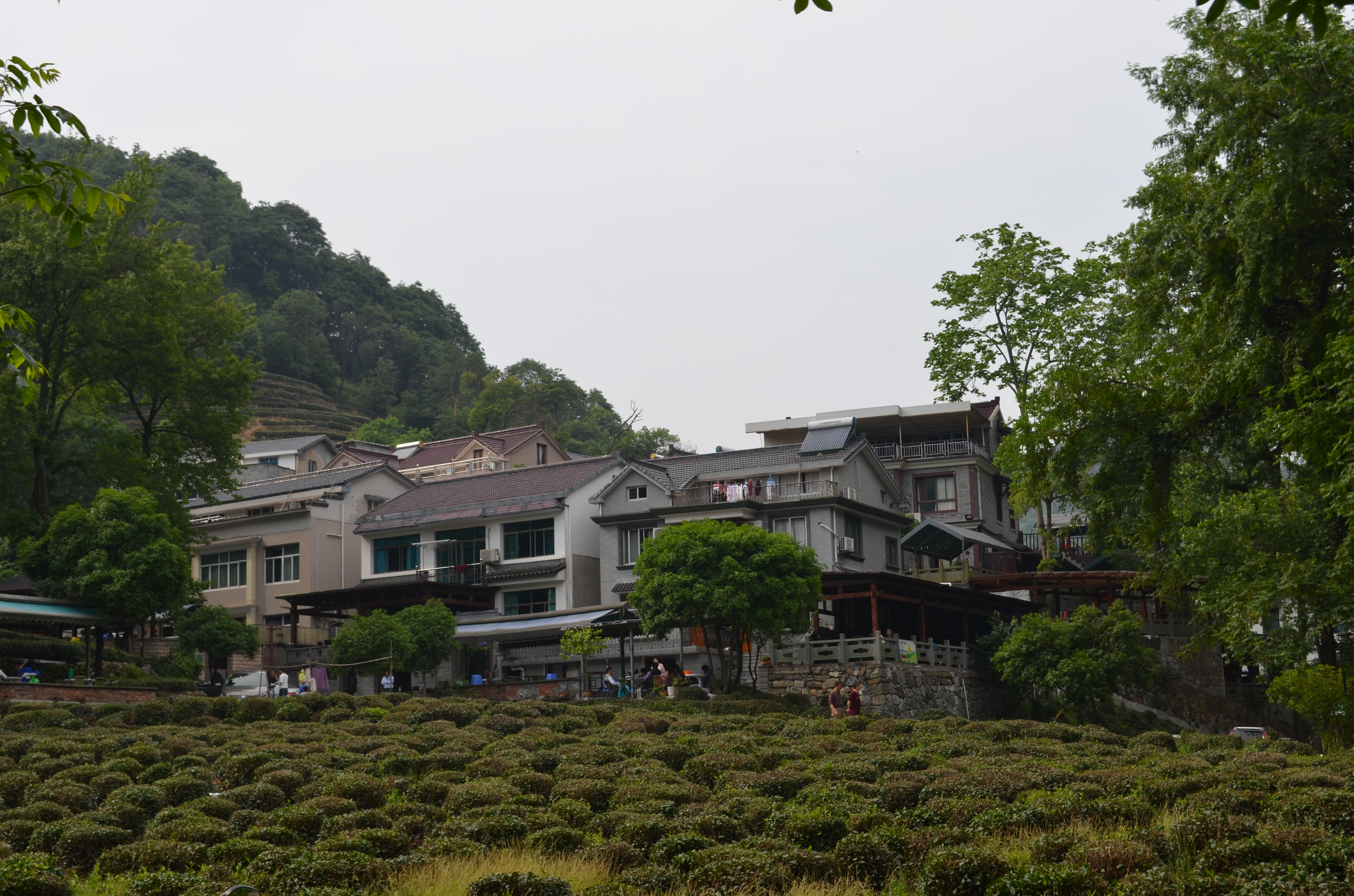 Und auf einmal ist da ein Dorf, umgeben von Teesträuchern.